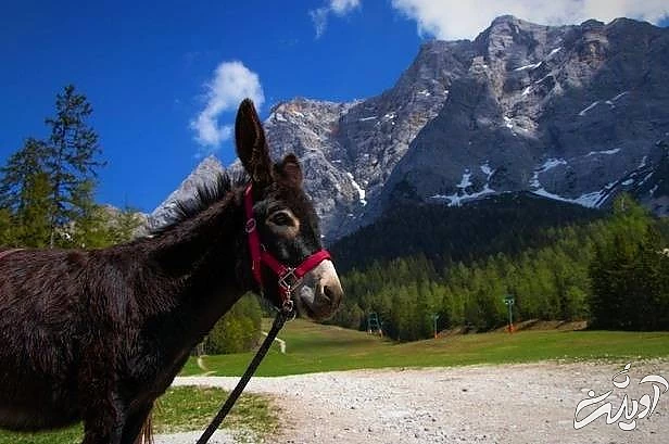 حقایق الاغ ها تاریخچه الاغ